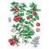 MP Studia Kryželių siuvinėjimo rinkinys „Bruknių uogos“ 29x20 cm