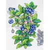 MP Studia Mėlynių kryželių siuvinėjimo rinkinys, 28x20 cm, 31 spalva