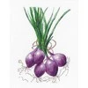 Kryželiu siuvinėjimo rinkinys Oven Onion – pradedantiesiems