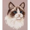 Panna Klart Žavingas kryželiu siuvinėjimo rinkinys „Ragdoll“ katė, 19.5×24.5 cm