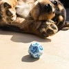 Q Workshop DOGS Dice Set: Max Kauliukų Rinkinys