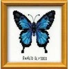 Riolis Ulysses Butterfly HB095