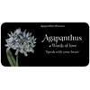 Rockpool The Language Of Flowers Inspiration Kortos