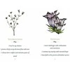 Schiffer Publishing Listening To Flowers Oracle Kortos