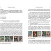 Schiffer Publishing La Vera Sibilla itališkas būrimo orakulas: 52 kortos + mokomoji knyga
