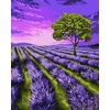 SuperColor Tapyba Pagal Skaičius: „Levandų laukas“ 40x50 cm