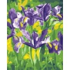 SuperColor Tapyba Pagal Skaičius: „Violetiniai vilkdalgiai“ 40x50 cm