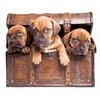 TPS Tapybos rinkinys "3 puppies"