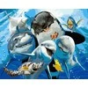 TPS Tapybos rinkinys "Sea brothers"