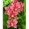 Wizardi Deimantinis paveikslas Cimbidium WD033 38*48 cm
