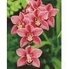 Wizardi Deimantinis paveikslas Cimbidium WD033 38*48 cm