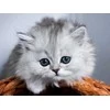 Wizardi Deimantinis paveikslas Little fluffy 40*30 cm WD3001