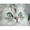Wizardi Deimantinis paveikslas Magnetic eyes 40*30 cm WD3000