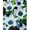 Wizardi Deimantinis paveikslas Mėlyna Eye Tulips WD034 38*48 cm