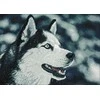 Wizardi Deimantinis paveikslas Nothern Friend WD087 38*27 cm