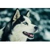 Wizardi Deimantinis paveikslas Nothern Friend WD087 38*27 cm