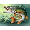 Wizardi Deimantinis paveikslas Pike WD225 38*27 cm