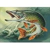 Wizardi Deimantinis paveikslas Pike WD225 38*27 cm