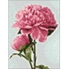 Wizardi Deimantinis paveikslas Rožinė Peony WD276 15*20 cm