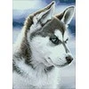 Wizardi Deimantinis paveikslas Snow Dog WD088 27*38 cm
