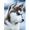 Wizardi Deimantinis paveikslas Snow Dog WD088 27*38 cm