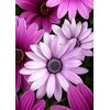 Wizardi Deimantinis paveikslas WD2306 27x38 cm
