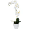 Home4You Orchidėja "WIND IN GARDEN" H51cm, balta