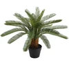Home4You Žalias augalas CYCAS, aukštis 70 cm, juodas vazonas