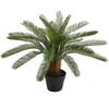 Home4You Žalias augalas CYCAS, aukštis 70 cm, juodas vazonas