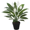 Home4You Žalias augalas SPATHE, aukštis 60 cm