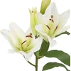 Home4You Dirbtinė gėlė GARDEN H75cm, balta lelija
