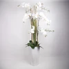 Home4You Orchidėja GARDEN QUEEN H132cm, balta