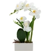 Home4You Orchidėja „GREENLAND“ H41 cm, baltas vazonas, balta gėlė