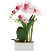 Home4You Orchidėja „GREENLAND“ H41 cm, baltame vazonėlyje, šviesiai rožinė gėlė