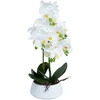Home4You Orchidėja IN GARDEN H68cm baltas vazonas