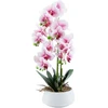 Home4You Orchidėja „GREENLAND“ H68 cm, baltas vazonas, šviesiai rožinė gėlė