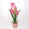Home4You Dark Orchidėja GARDEN QUEEN H70cm, tamsiai rožinė