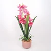 Home4You Dark Orchidėja GARDEN QUEEN H70cm, tamsiai rožinė