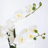 Home4You Balta orchidėja IN GARDEN, H55cm