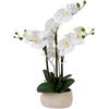Home4You Balta orchidėja IN GARDEN, H55cm