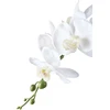 House Nordic Augalas, Orchid, žalia / balta