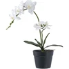 House Nordic Augalas, Orchid, žalia / balta