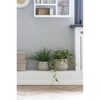 House Nordic Dirbtinė augalija, Žolė, A: 45 cm, Žalia