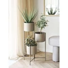House Nordic Augalas, Plant, žalia spalvos