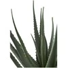 House Nordic Augalas, Aloe, žalia spalvos