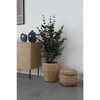 House Nordic Augalas, Eucalyptus, žalia