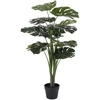 House Nordic Augalas, Monstera, žalia spalvos