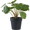 House Nordic Dirbtinis augalas, Pelia, A: 28 cm, Žalias