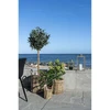House Nordic Augalas, Skimmia, žalia spalvos