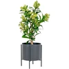 House Nordic Augalas, Skimmia, žalia spalvos